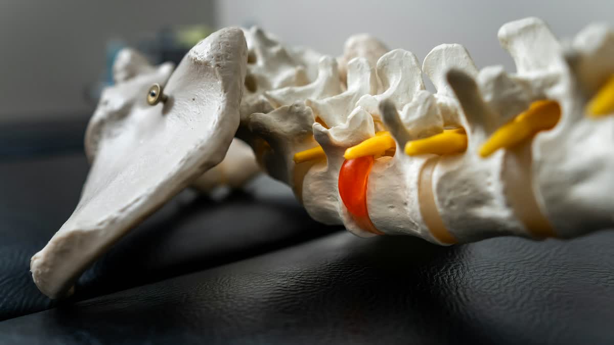 Model of the lower spine with one disc highlighted